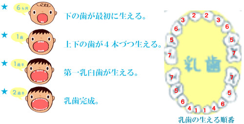 板橋ステーション歯科の小児歯科